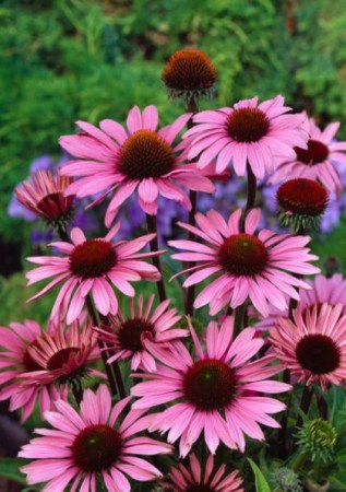 ECHINACEA purpurea Magnus